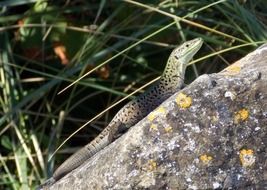green reptile on stone in Croatia