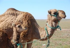 morocco camel and her child