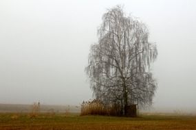 Landscape of the meadow in fog