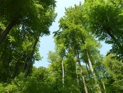 beech forest at summer, low angle view