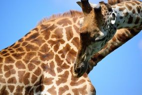 giraffe on a sunny day close up