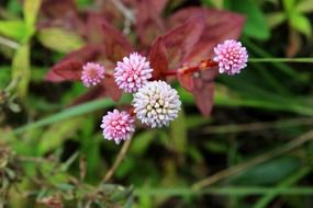polygonum capitatum, Knotweed