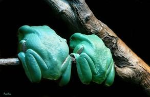 green frogs on a tree branch