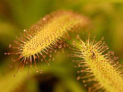 closeup photo of sticky flowers in nature