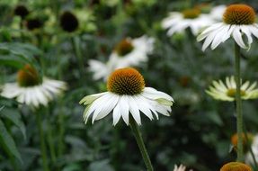White coneflowers in spring nature