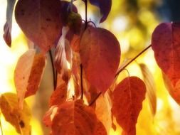 Bright autumn foliage closeup