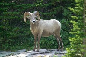 Mountain goat with huge horns