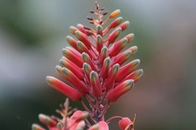 aloe megalacantha flower