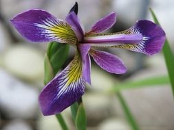 Macro photo of purple lily