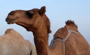 camel in a desert in Safari