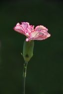 pink carnation on a muddy background