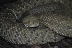 snake animal in zoo