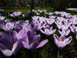 Beautiful Purple and white blossoming irises in nature