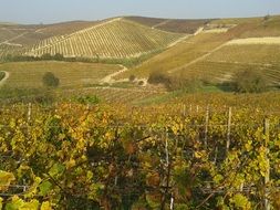 landscape of Vineyards in the Monferrato