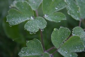 plant with green leaves in dew