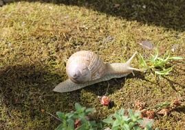 big white snail in light and shadow