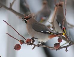 bohemian waxwing on a branch