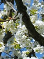 Spring blossoms of white flowers on tree