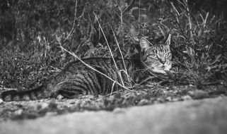 grey cat animal