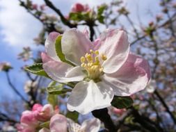 deliciously beautiful apple blossoms flowers