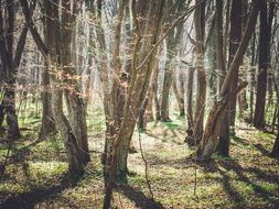 Trees in the forest in summer