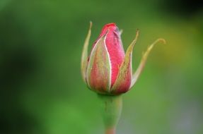 Closed pink rose bud