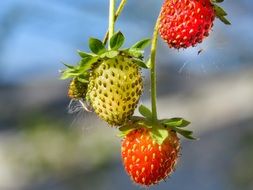 growing three strawberries close-up on blurred background