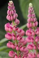 closeup picture of very beautiful lupine flower