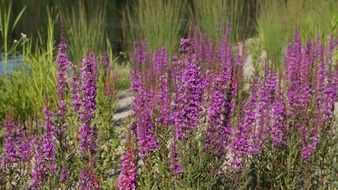 purple garden flowers