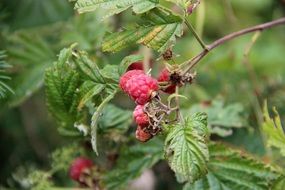 raspberry is summer berry