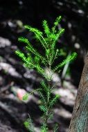 green tree heath