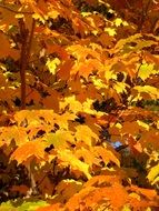 Yellow leaves of the maple trees