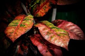 red leaves plant