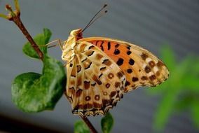 patterned butterfly on the tree twig