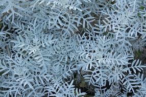 dusty miller close up