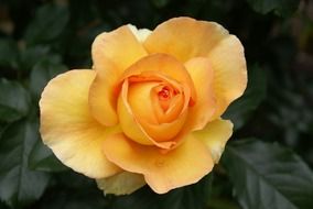 one fresh yellow rose