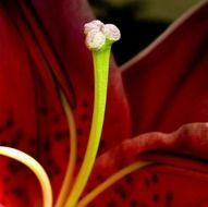 stamen of burgundy lily