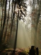 The rays of the sun among and forest trees