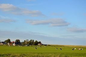 panorama of green pasture with cows