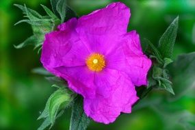 pink cistus perennial macro scene