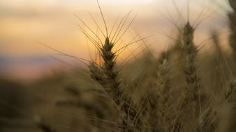 wheat ears on a blurred sunset background