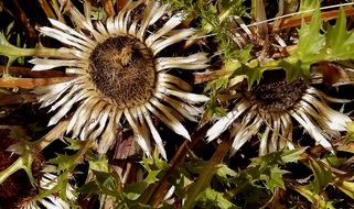 dried dead flowers carline thistle