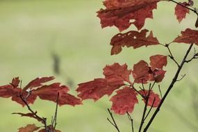 Leaves of the oak tree in autumn