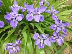 irresistible iris flowers