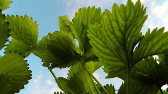 green strawberry leaves against blue sky