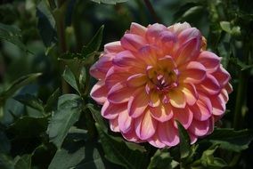 dahlia flower in sunny day