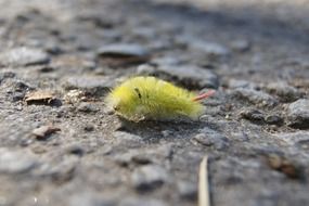 yellow hairy red tailed caterpillar