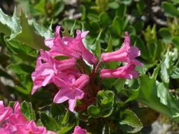 ciliated alpenrose pink flowers