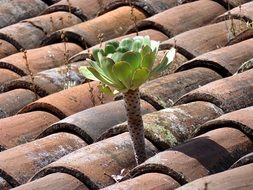 Beautiful colorful plant is growing on the roof