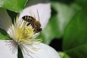 Bee insect in nature